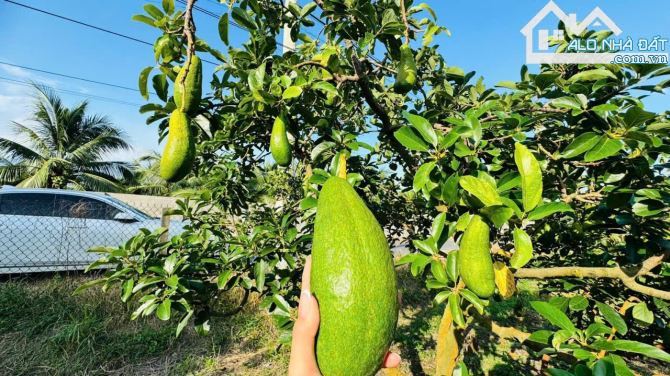 🍃 Vườn bơ gần biển Phước Hải – 2 lô đất đẹp, thổ cư sẵn, giá chỉ từ 1.65 tỷ - 2