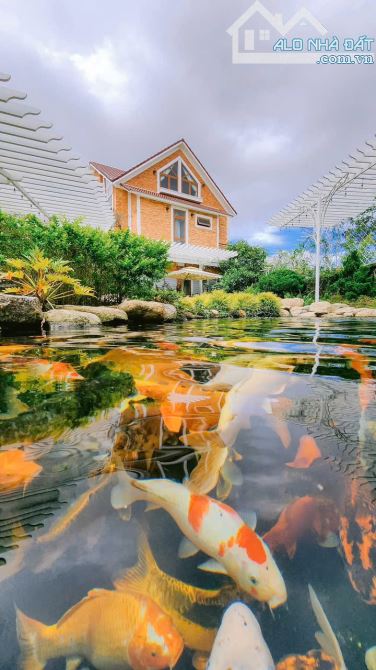 🏡 Cần bán Villa nghỉ đưỡng Hẻm Xe Hơi lớn đường 3 Tháng 4, P.03, Đà Lạt Cách Hồ 500 mét - 2
