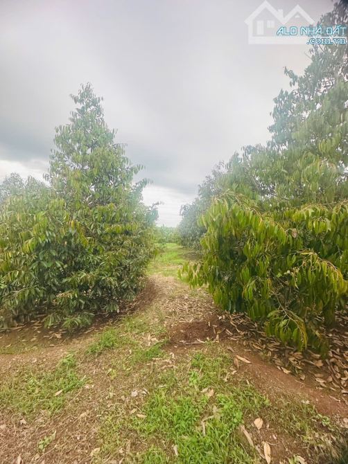 🌿 BÁN 8,5 SÀO RẪY ĐẸP TẠI BUÔN NAO B – XÃ EATU 🌿 - 3