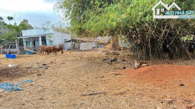 🌿 Đất đẹp trung tâm Phước Hội – Đất Đỏ, BRVT – Chủ gốc bán giá siêu tốt 💥 - 3