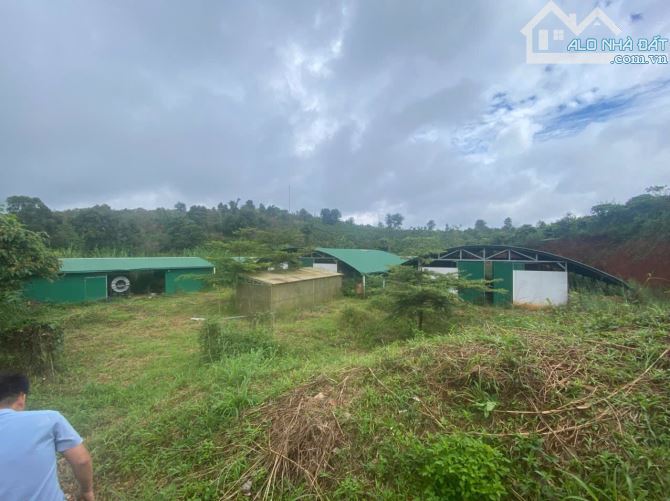 Cần bán 30m mặt tiền đường bê tông + 1,9 ha đất cà phê tại Đăk Nông - 3