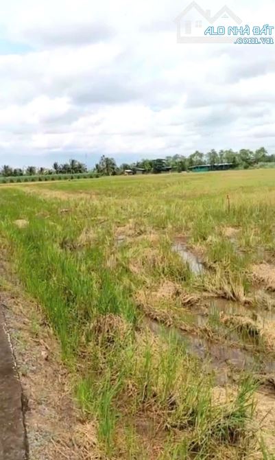 B.á.n 2,1 công đất cây giá chỉ 800tr tại Bình Ân, Gò Công Đông, Tiền Giang cũ - 3