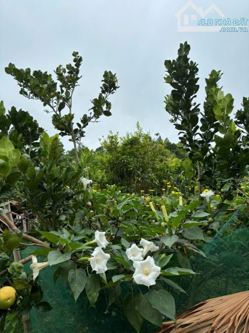 bán lô đất hiếm có tại Ngõ 1, xóm Núi – xã Minh Phú, Sóc Sơn. Diện tích: 1.540m vuong đét - 3