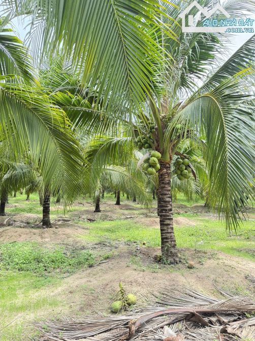 🌴 Bán 18 lô đất F0 MT TL44B Phước Hải – Long Đất, BRVT, gần biển chỉ 5km 🌊 - 3