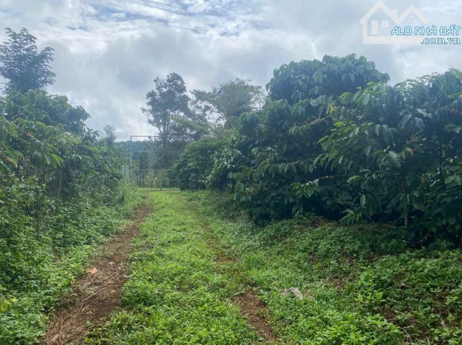Cần bán 30m mặt tiền đường bê tông + 1,9 ha đất cà phê tại Đăk Nông - 4