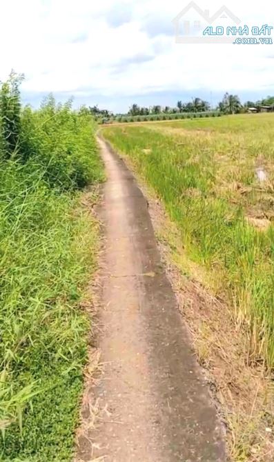 B.á.n 2,1 công đất cây giá chỉ 800tr tại Bình Ân, Gò Công Đông, Tiền Giang cũ - 4