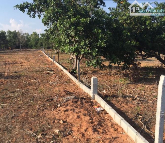 Đại Hạ Giá-Nhiều đất Sào-Mặt tiền đường 715-Mũi Né(Thiện Nghiệp)-Lâm Đồng - 4