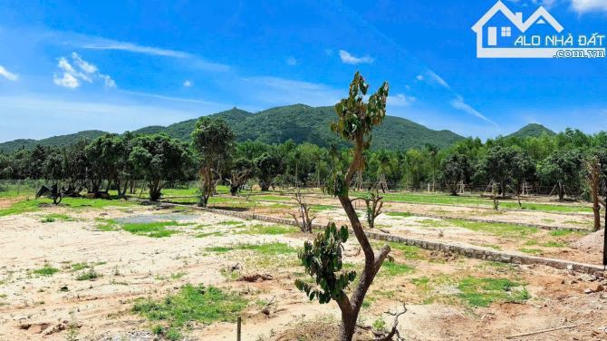 🌿 2 lô đất mặt tiền nhựa TT Phước Hải – View núi, gần biển, giá chỉ từ 2.5 tỷ 🏡 - 4