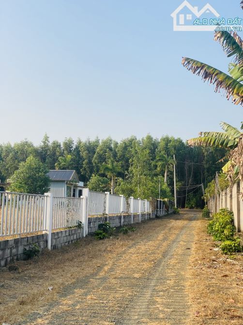 🌿Bán đất nhà vườn Nguyễn Huệ – Phước Hội, Đất Đỏ, BRVT, 1018m², tường rào kiên cố 🏡 - 5