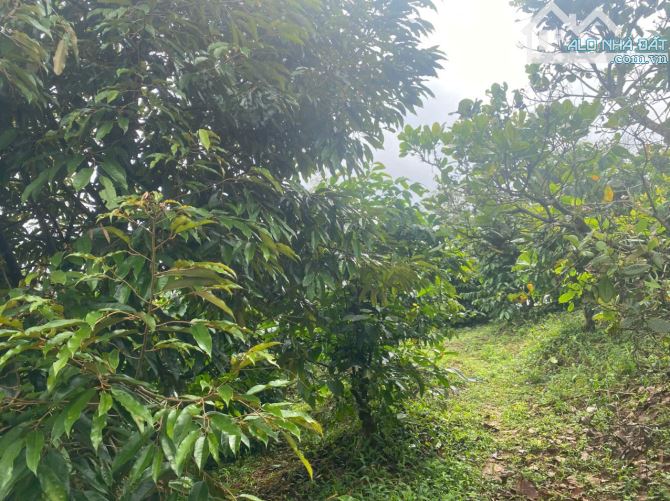 Cần bán 30m mặt tiền đường bê tông + 1,9 ha đất cà phê tại Đăk Nông - 5