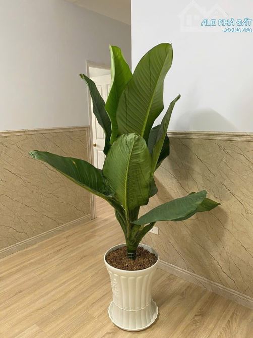 Cần bán chung cư thanh bình sổ riêng ngay chợ biên hoà - 5