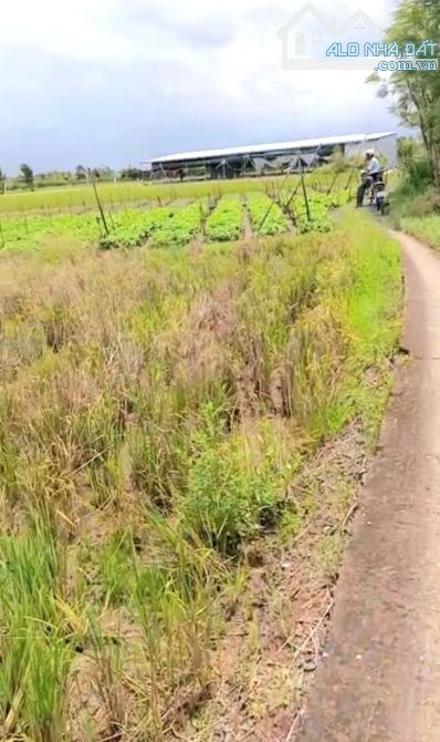 B.á.n 2,1 công đất cây giá chỉ 800tr tại Bình Ân, Gò Công Đông, Tiền Giang cũ - 5