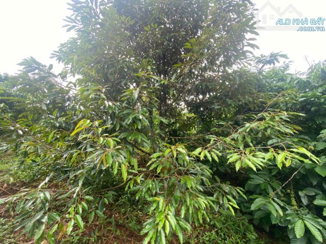 Cần bán 30m mặt tiền đường bê tông + 1,9 ha đất cà phê tại Đăk Nông - 6