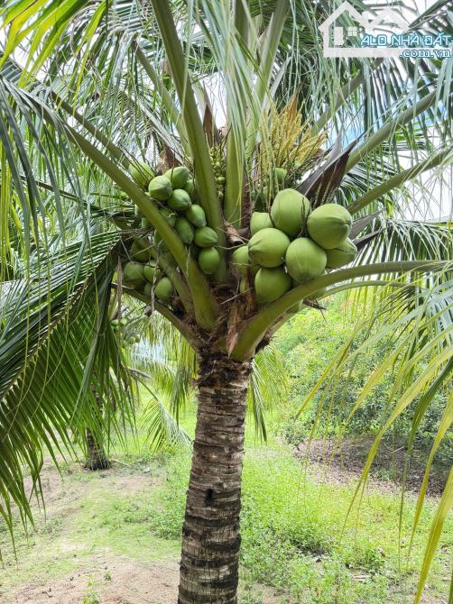 🌴 Bán 18 lô đất F0 MT TL44B Phước Hải – Long Đất, BRVT, gần biển chỉ 5km 🌊 - 7