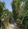 🌿 ĐẤT VIEW DỪA – GẦN PHỐ CỔ HỘI AN – 570M² - GIÁ CHỈ 9,35 TỶ 🌿