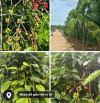 ❌MỘT LÔ ĐẤT SÀO ĐƯỜNG BETONG 2 OTO NÉ NHAU GẦN NGAY KHU CÔNG NGHIỆP TÂN AN.