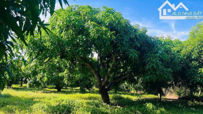 🌿 Bán Đất Long Mỹ - Đất Đỏ BRVT, Sát Nhập Thị Trấn Phước Hải, View Hồ Sở Bông