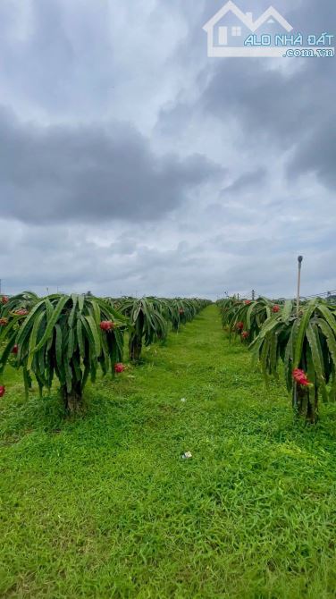 BÁN VƯỜN THANH LONG RUỘT ĐỎ MẶT TIỀN ĐƯỜNG HÒN DỒ CÁCH BIỂN TIẾN THÀNH 4KM