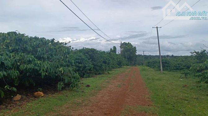 170 triệu bán lô đất 50m x 40m full đất ở tại ia bă cũ ,nay thuộc xã iagrai mới  gia lai - 1