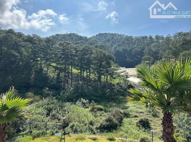 VỚI MỨC GIÁ 8,2 TỶ🌲CÓ NGAY KHUÔN ĐẤT 251m2 VIEW RỪNG THÔNG XỊN - PHƯỜNG 10, ĐÀ LẠT - 1