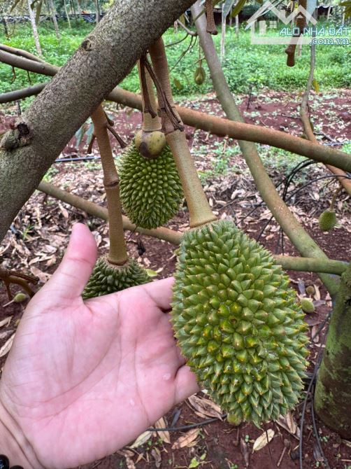 ĐẤT SẦU RIÊNG 23HA NĂM THỨ 5 SANG NĂM THU HOẠCH  CƯ MGAR - 20 TỶ - 1
