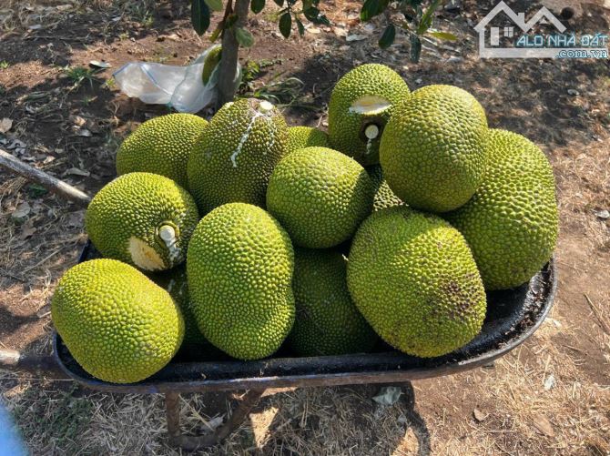 CẦN BÁN NHÀ VƯỜN CÂY ĂN TRÁI ĐÃ THU HOẠCH,ĐẸP,MÁT MẺ CẠNH HỒ NƯỚC LỚN, CÁCH BIỂN 20km - 1