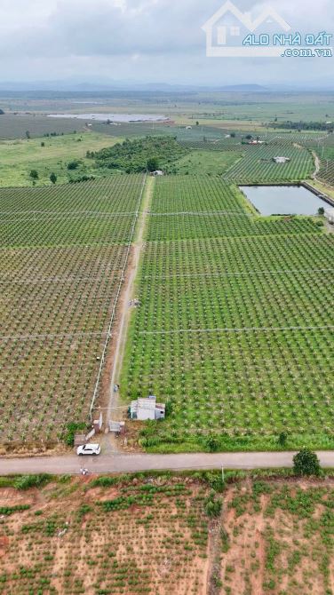 BÁN VƯỜN THANH LONG RUỘT ĐỎ MẶT TIỀN ĐƯỜNG HÒN DỒ CÁCH BIỂN TIẾN THÀNH 4KM - 1