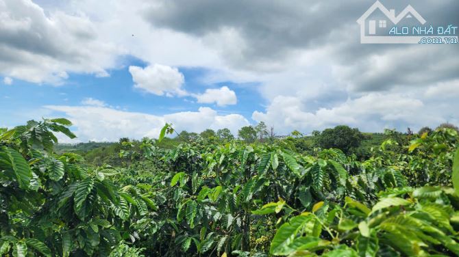 🔥 CƠ HỘI VÀNG – ĐẤT CAFE VIEW CAO ĐẸP NGÂY NGẤT! 🔥 - 1