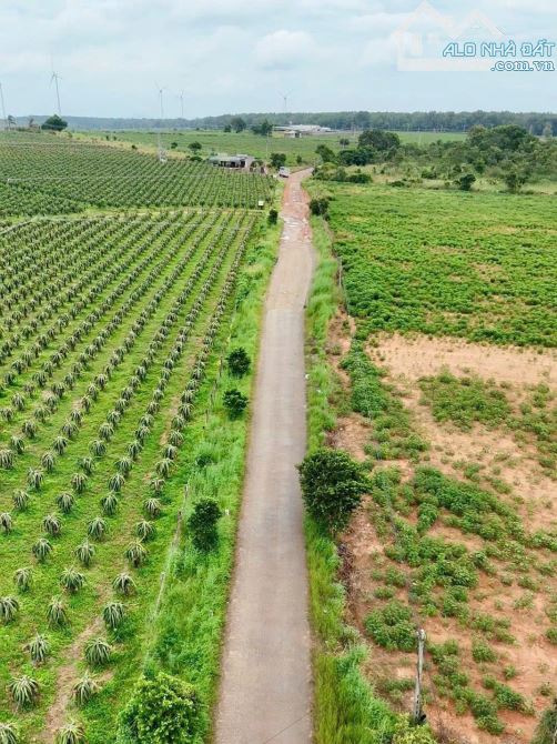 BÁN VƯỜN THANH LONG RUỘT ĐỎ MẶT TIỀN ĐƯỜNG HÒN DỒ CÁCH BIỂN TIẾN THÀNH 4KM - 2