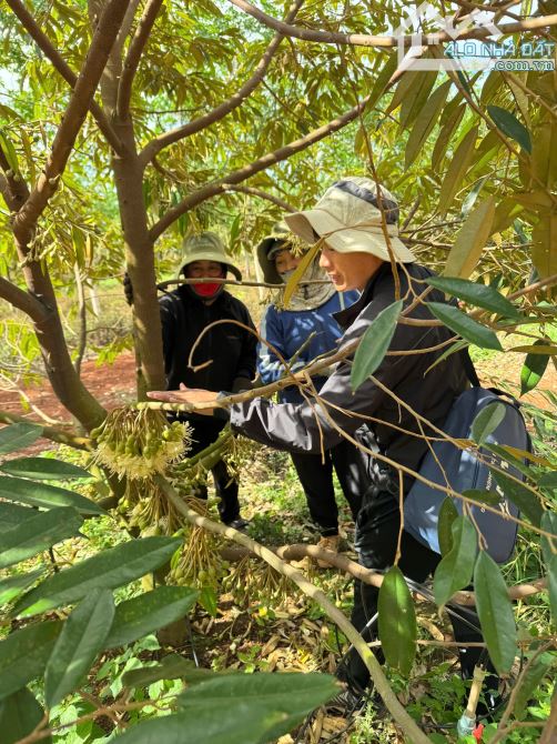 ĐẤT SẦU RIÊNG 23HA NĂM THỨ 5 SANG NĂM THU HOẠCH  CƯ MGAR - 20 TỶ - 3