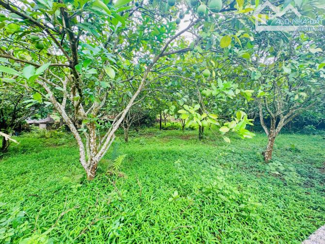 914m Có 400m Đất Ở - Cách Đường 12B Đúng 400m - Trên Đất Trồng Full Bưởi - View Cánh Đồng - 3