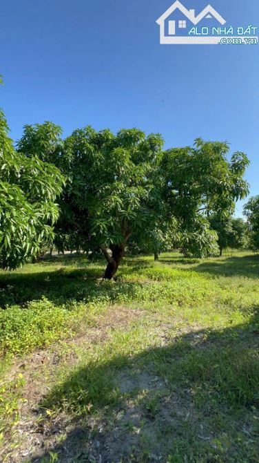 🌿 Bán Đất Long Mỹ - Đất Đỏ BRVT, Sát Nhập Thị Trấn Phước Hải, View Hồ Sở Bông - 3