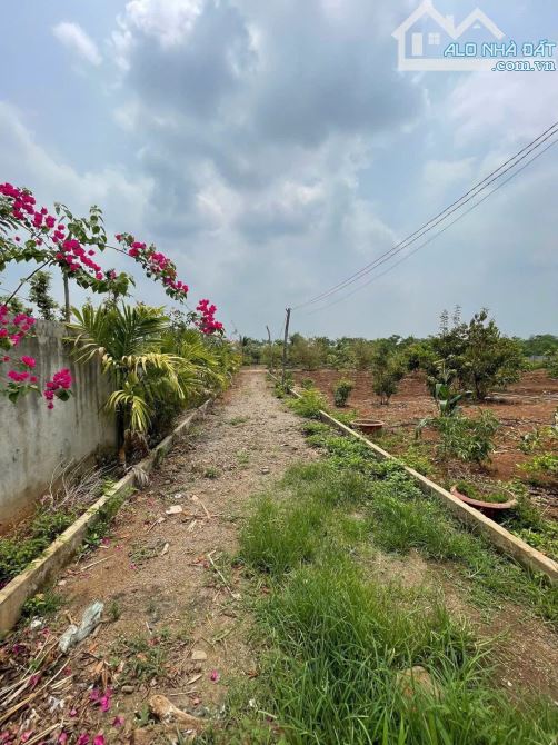 BÁN NHÀ VƯỜN 6.5 SÀO VIEW RUỘNG XÃ HOÀ KHÁNH TP BMT - 3