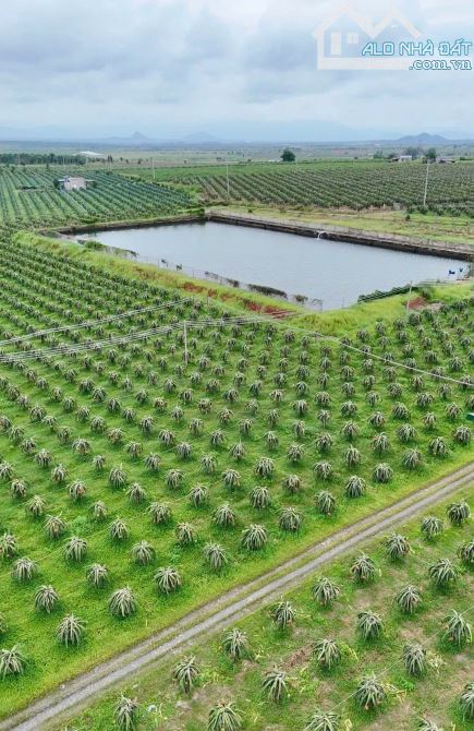 BÁN VƯỜN THANH LONG RUỘT ĐỎ MẶT TIỀN ĐƯỜNG HÒN DỒ CÁCH BIỂN TIẾN THÀNH 4KM - 3