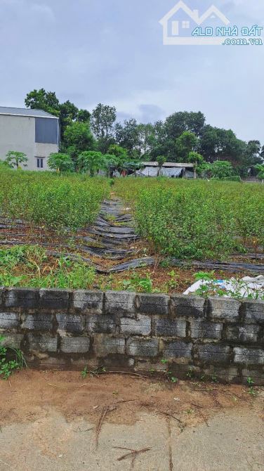 Bán 6890m2 đất Ao Vua, Tản Lĩnh, Ba Vì, mt lớn, gần TL, view đẹp, chỉ 26.6tỷ - 3