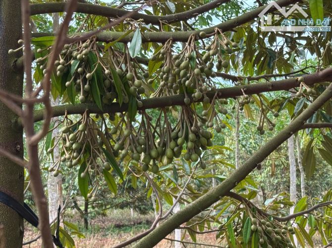 ĐẤT SẦU RIÊNG 23HA NĂM THỨ 5 SANG NĂM THU HOẠCH  CƯ MGAR - 20 TỶ - 4