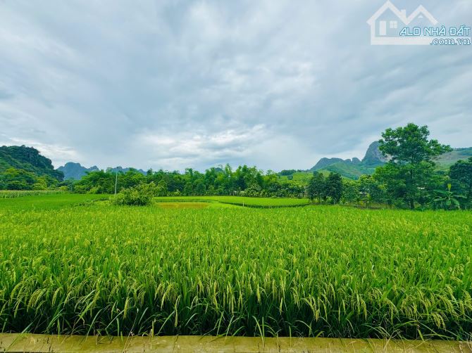 914m Có 400m Đất Ở - Cách Đường 12B Đúng 400m - Trên Đất Trồng Full Bưởi - View Cánh Đồng - 4