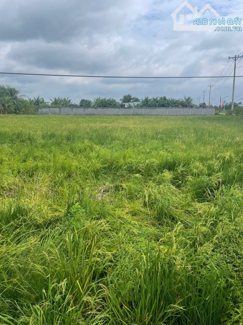 CẦN BÁN – 1.255,4m² ĐẤT LÚA GIÁ RẺ TẠI ẤP 3, CẦN GIUỘC, TÂY NINH - 4