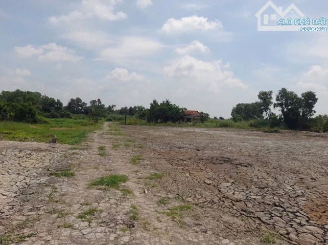1500m2 vườn vew sông 1,1 tỷ tân trụ_Long an đường ôtô làm nhà vườn oke - 4