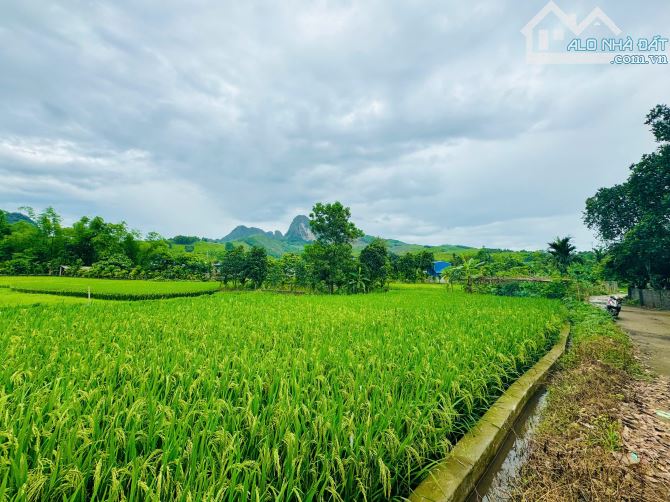 914m Có 400m Đất Ở - Cách Đường 12B Đúng 400m - Trên Đất Trồng Full Bưởi - View Cánh Đồng - 5