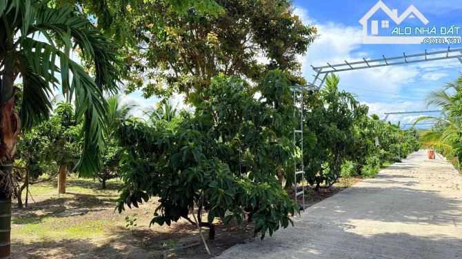 🌳 SIÊU ĐẸP – ĐẤT XÃ PHƯỚC HẢI TP HCM, CÁCH BIỂN CHỈ 3KM – 1000M² GIÁ 5 TỶ - 5