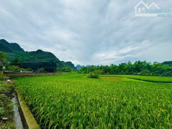 914m Có 400m Đất Ở - Cách Đường 12B Đúng 400m - Trên Đất Trồng Full Bưởi - View Cánh Đồng - 6
