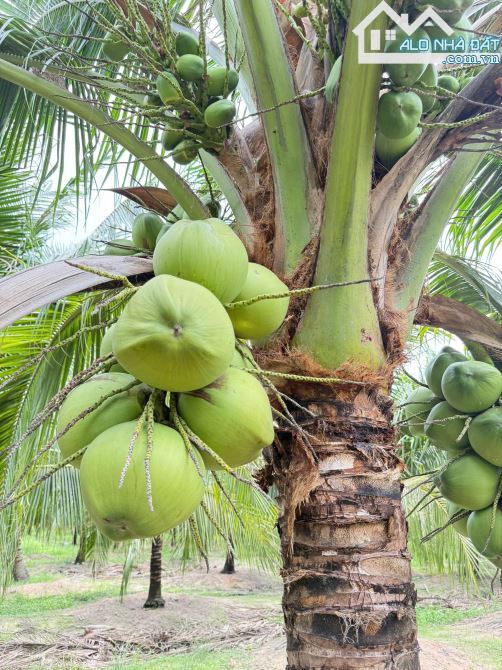 🌴 Bán đất mặt tiền TL44B Phước Hải, nhiều lô, gần biển, giá từ 2,55 tỷ 🌊 - 7