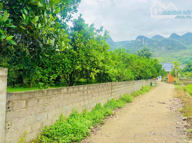914m Có 400m Đất Ở - Cách Đường 12B Đúng 400m - Trên Đất Trồng Full Bưởi - View Cánh Đồng - 7