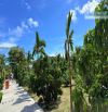 🌳 SIÊU ĐẸP – ĐẤT XÃ PHƯỚC HẢI TP HCM, CÁCH BIỂN CHỈ 3KM – 1000M² GIÁ 5 TỶ