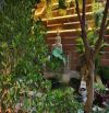 Xuất cảnh bán nhà Village Thảo Điền_đường 16m_DT 10x20_biệt thự sân vườn_hồ bơi_view sông