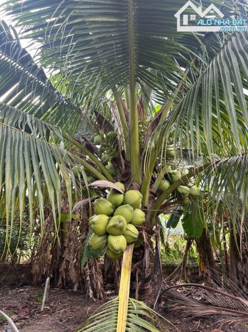 🌴Biệt Thự Vườn Phước Hải🏡3.300m²–MT 10m Đường Nhựa–Cách TL44B 50m–Giá 5 Tỷ XX