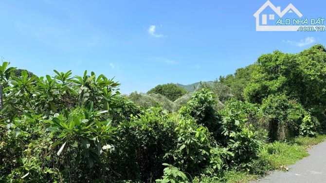 🌳Vườn Nhãn Phước Hải – Long Đất – 2.577m² – View Núi Minh Đạm & Gần Hồ Sở Bông