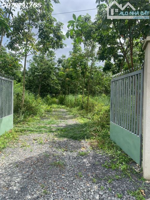 Bán đất xã Hiếu Liêm, Bắc Tân Uyên 3 mặt tiền, cao su 4 năm tuổi