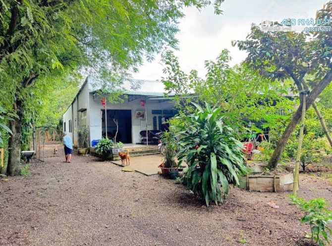 CHỦ NGỘP BÁN GẤP NHÀ VƯỜN RỘNG 2500M2 THỔ CƯ SHR CÓ SẴN CÂY ĂN TRÁI